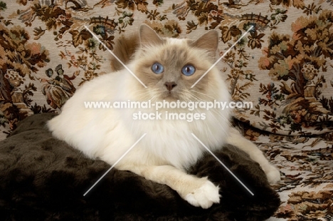 blue point birman cat on sofa