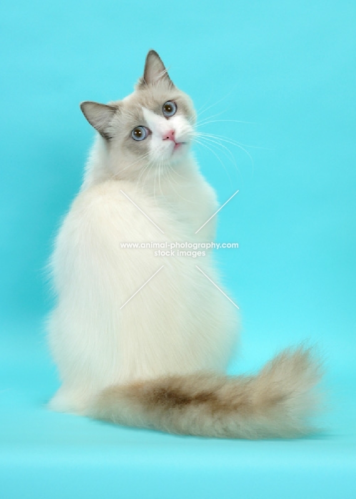 Blue Point Bi-Color Ragdoll cat