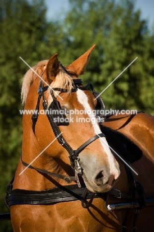 Belgian Draft horse