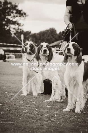 three Irish red and white setters