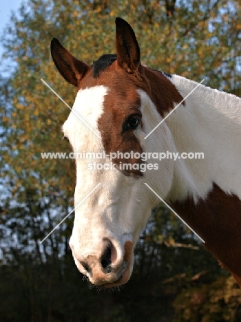 brown and white Con, portrait