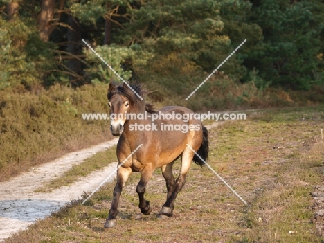 Exmoor Pony running