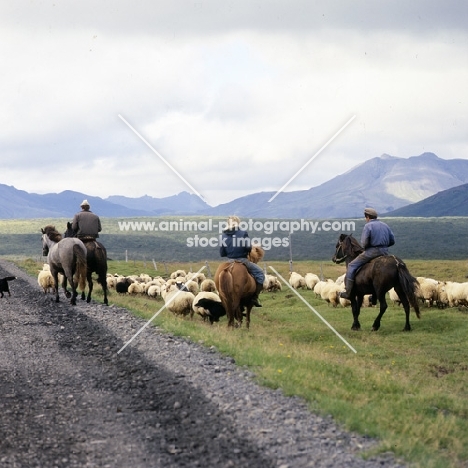 Riders escorting Iceland horses and sheep with dogs in Iceland