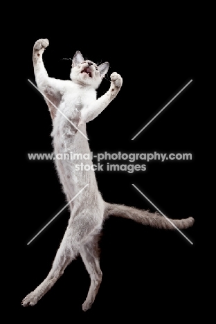 Peterbald cat, jumping