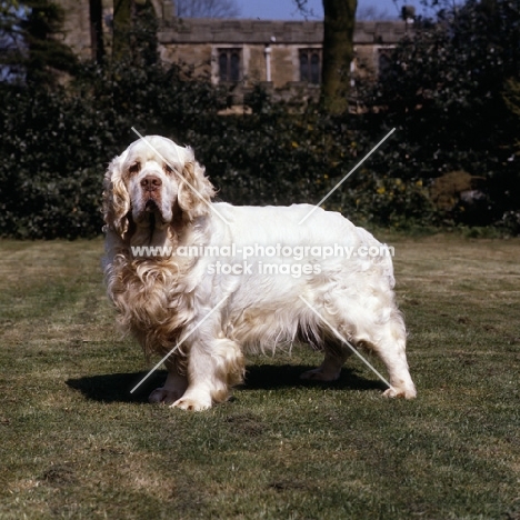 sh ch raycroft senator, clumber spaniel standing 