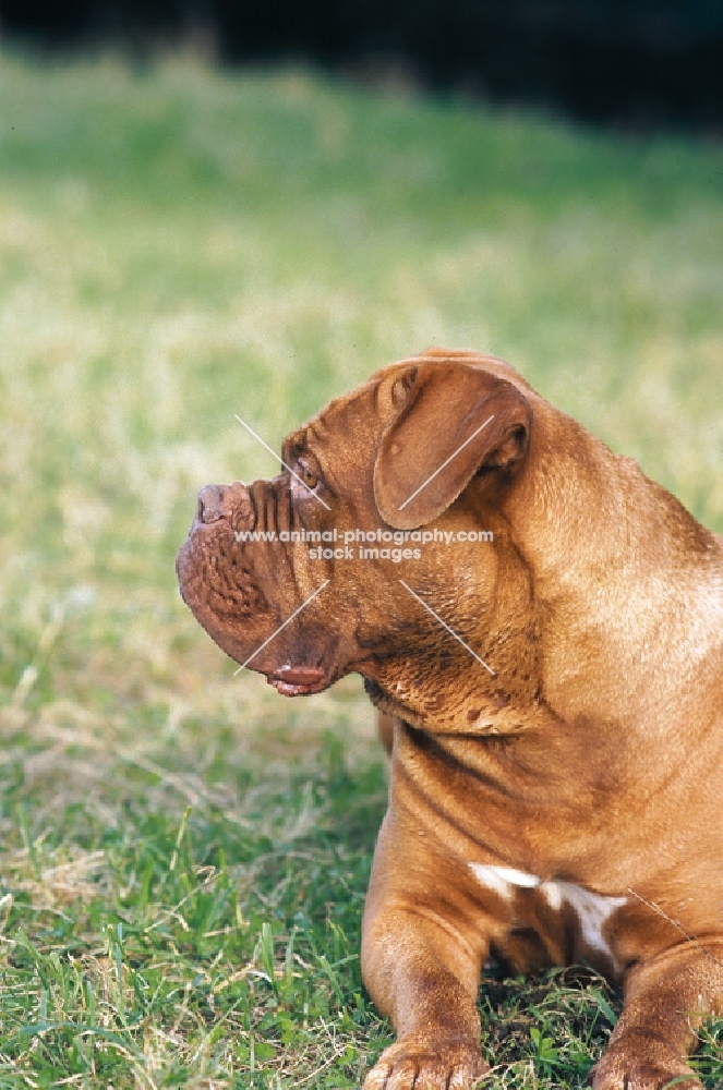 Dogue de Bordeaux profile