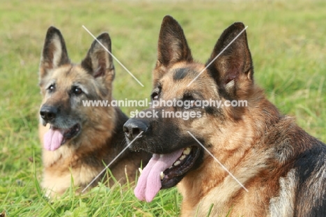two German Shepherd Dogs (Alsatian)