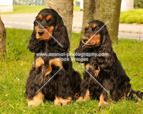 two English Cocker Spaniels