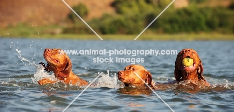 three Hungarian Vizslas swimming in water, one with a ball