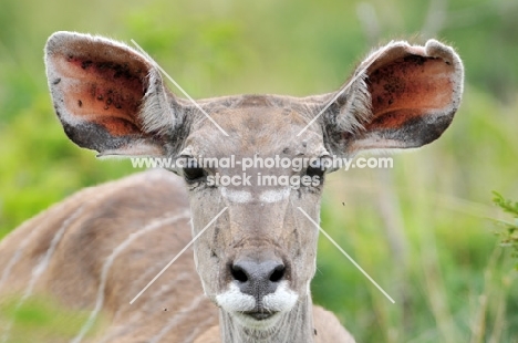 Kudu