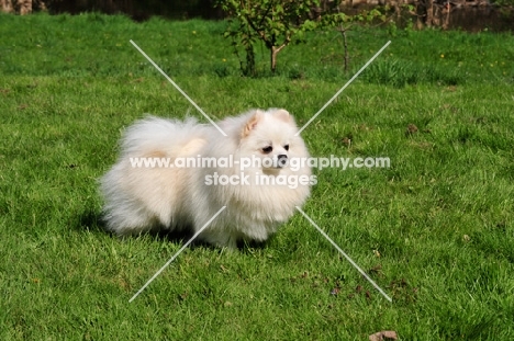 Miniature German Spitz on grass