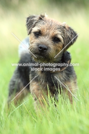 Border Terrier standing in high grass