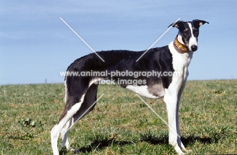 Polish Greyhound, side view