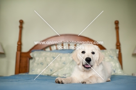 Golden retriever lying on bed.