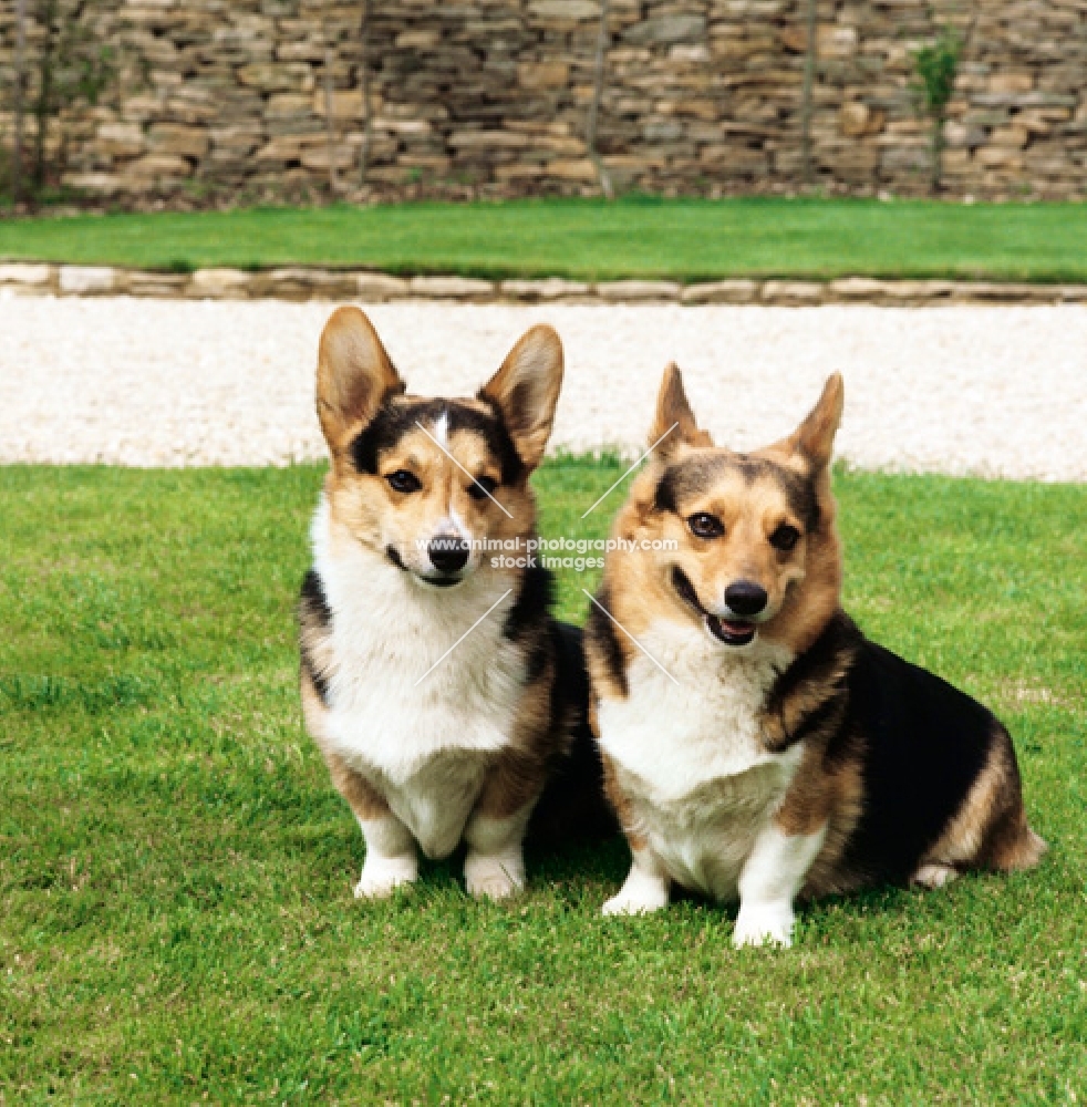 two pembroke corgis 