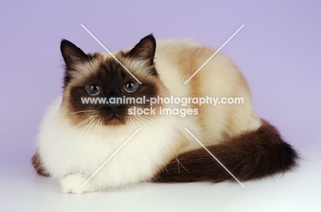 seal point birman cat lying