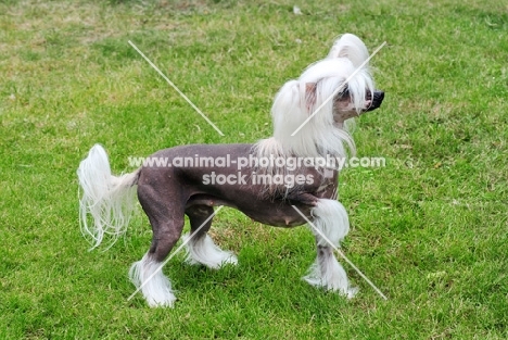 chinese crested hairless, side view