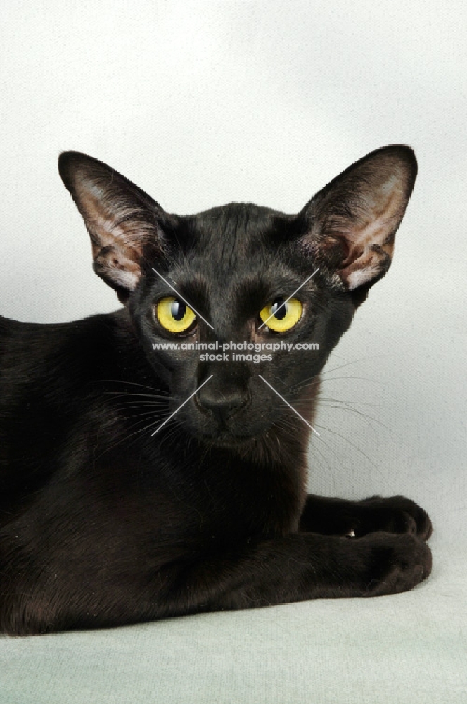 black oriental shorthair cat portrait