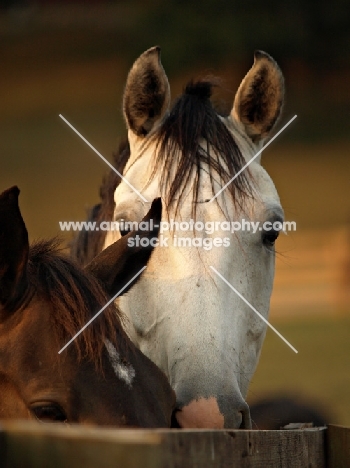 detail of Holstein horse