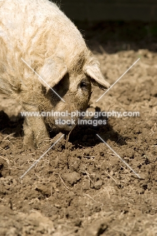 Mangalitza (aka curly-hair hog) in mud