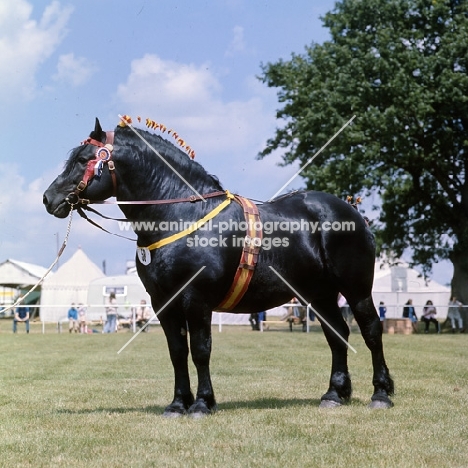 pinchbeck union crest, percheron stallion at a show
