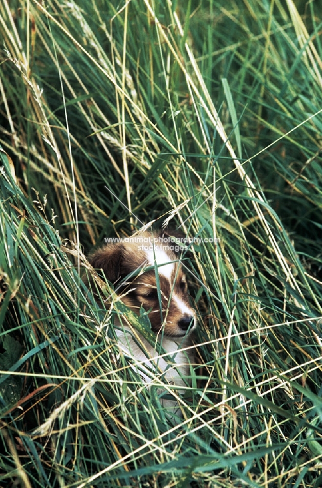 shetland sheepdog puppy almost hidden in long grass