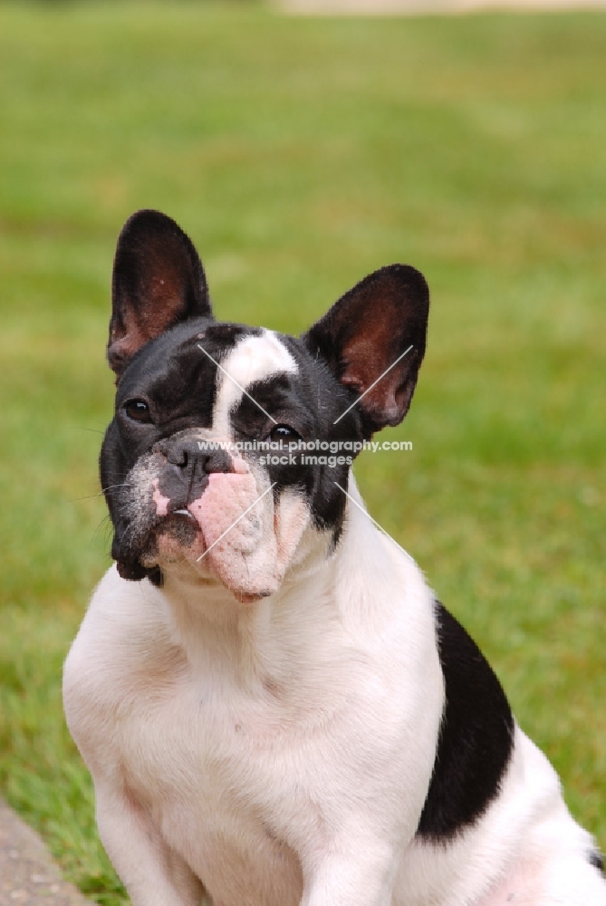 french bulldog portrait