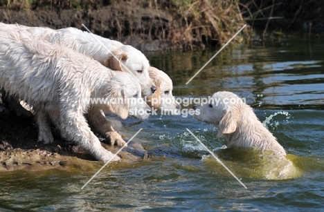 group of puppies near river