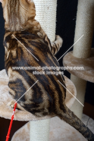 detail of a marble Bengal cat playing on a scratch post, black background