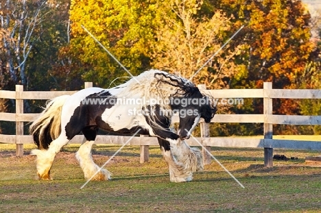 Gypsy Vanner running in field