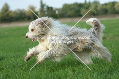 Bearded Collie running in field