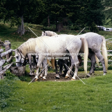 lipizzaner colts water trough at stubalm, piber