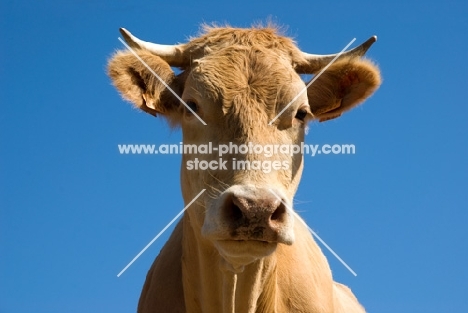 blonde d'aquitaine cow looking at camera