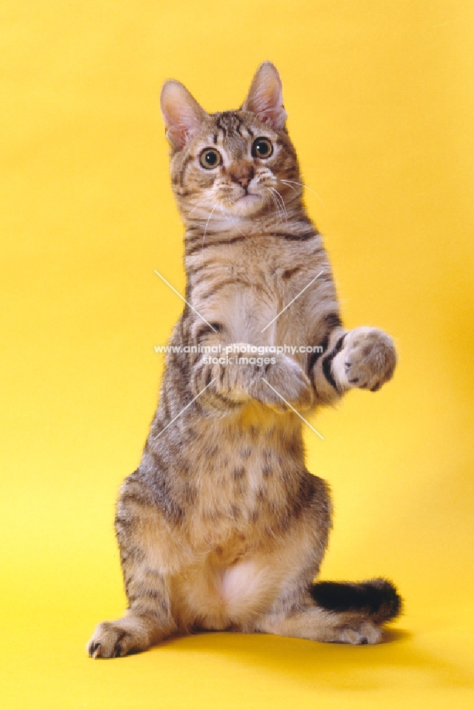 california spangled cat standing on hind legs on yellow background