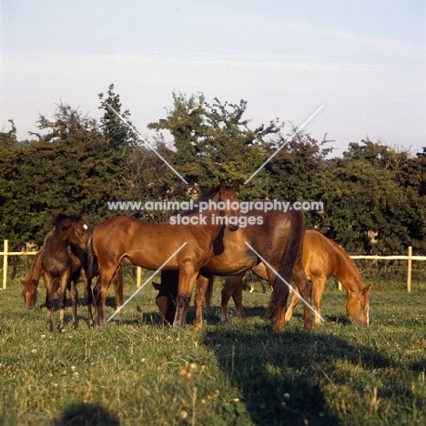 group of Danish Warmbloods