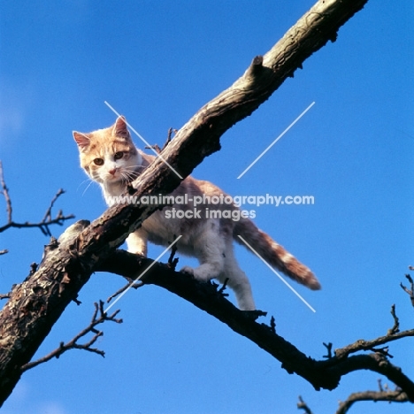 cat up a tree 