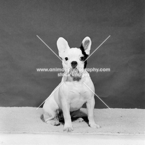 french bulldog sitting in studio