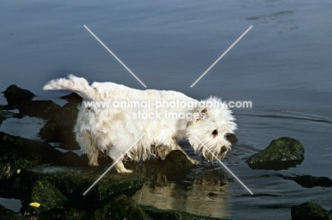 wet west highland white terrier at water's edge