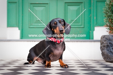 Dachshund sitting on a doorstep