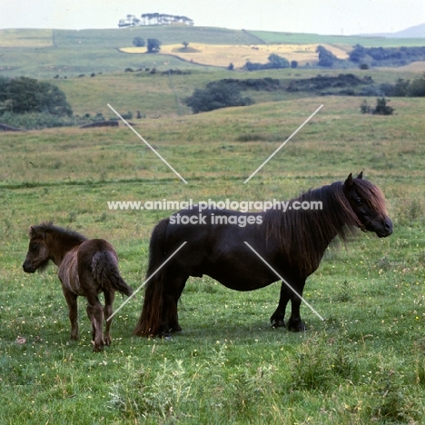 glitter of marshwood, shetland pony mare and foal in scotland