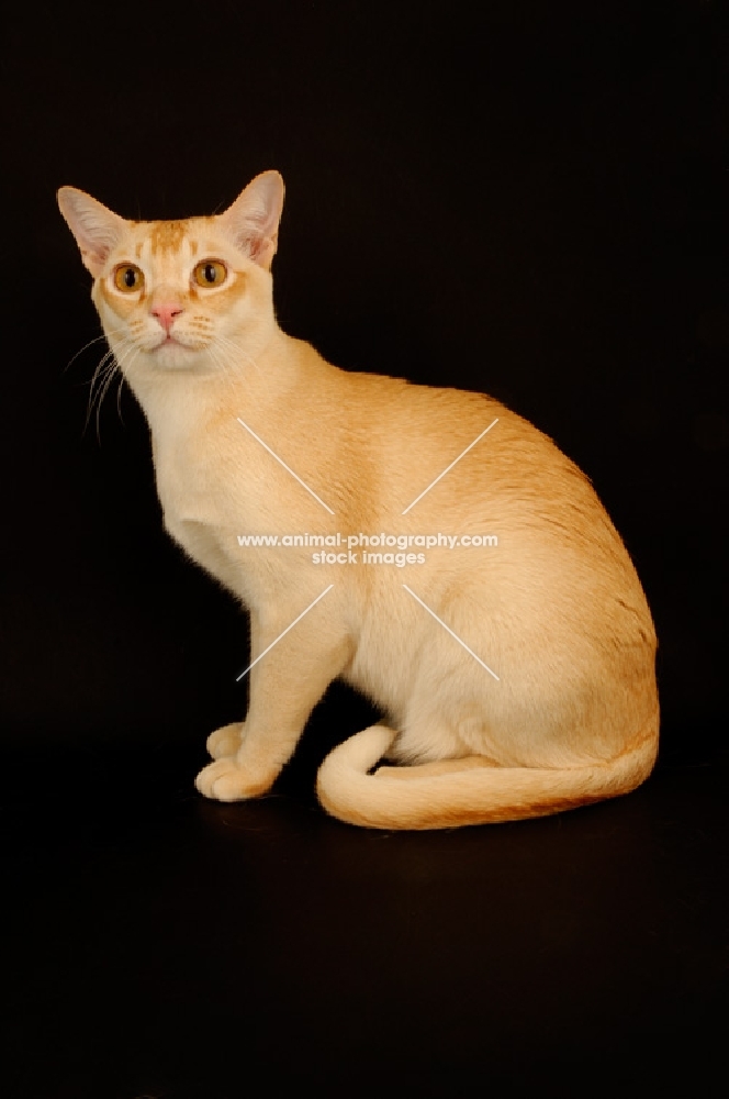 red burmese sitting on black background