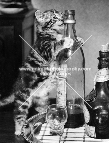 cute tabby kitten climbing up bottle