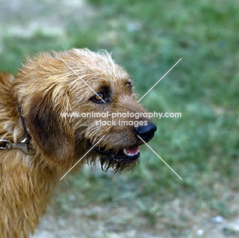 styrian mountain hound head shot
