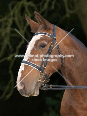 Cob with bridle