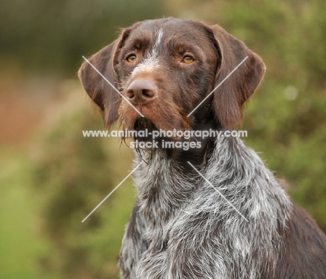 German Wirehaired Pointer (aka GWP, Deutscher Drahthaar) head study