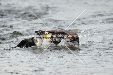 Australian shepherd playing ball in water