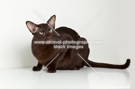 oriental shorthair cat in front of camera