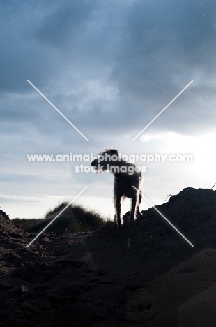 Mongrel dog standing on dune