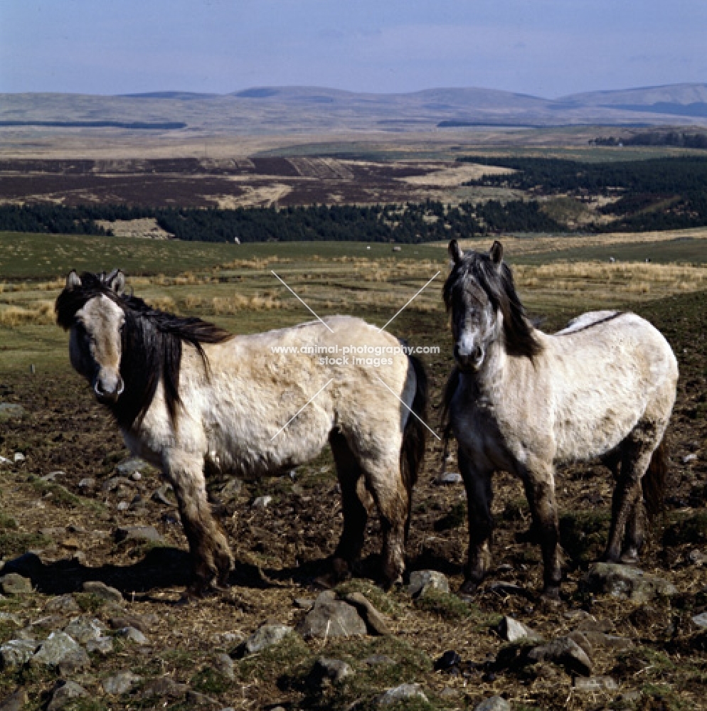 two Highland Ponies on the moors in Scotland in spring