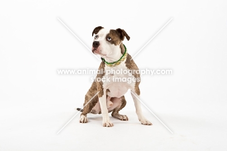 American Staffordshire Terrier sitting on white background